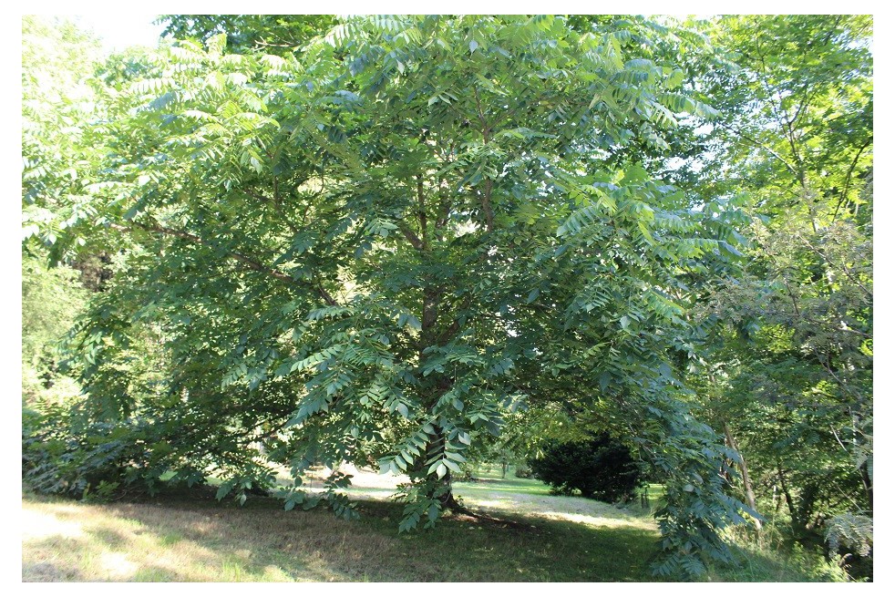 Noyer du Japon - Juglans ailantifolia - Jardins du Monde.be