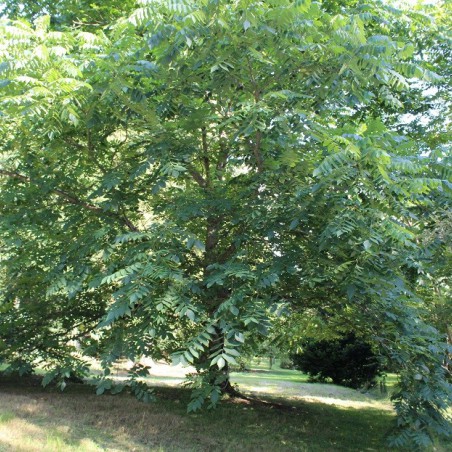 Japanse walnoot. - Juglans ailantifolia - Jardins du Monde.be