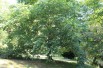 Japanse walnoot. - Juglans ailantifolia - Jardins du Monde.be Japanse walnoot. - Juglans ailantifolia - Jardins du Monde.be