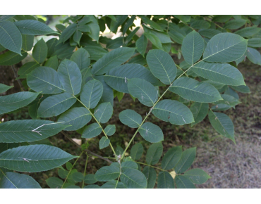 Herznussbaum -Juglans ailantifolia - Jardins du Monde.be
