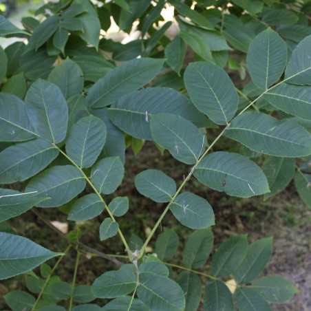 Japanse walnoot. - Juglans ailantifolia - Jardins du Monde.be