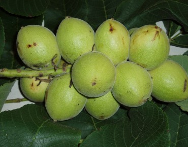 Japanese walnut - Auckland Museum, CC BY 4.0 , via Wikimedia Commons