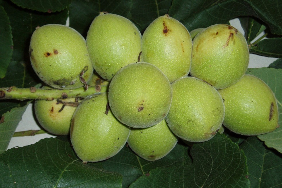 Japanese walnut - Auckland Museum, CC BY 4.0 , via Wikimedia Commons