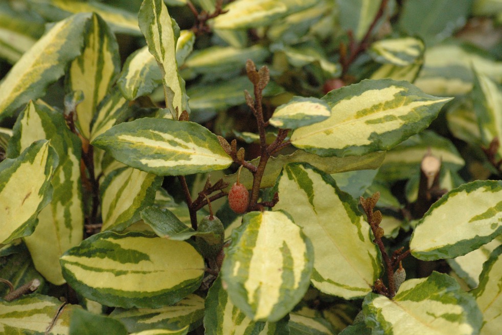 Maculata Thorny silverberry