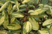 Maculata Thorny silverberry