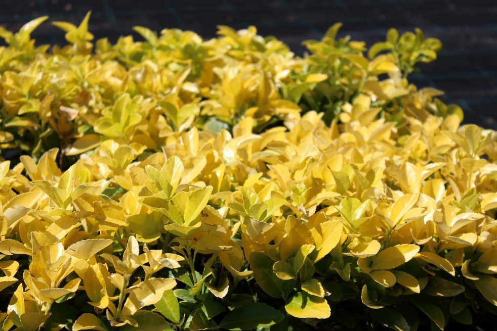Japanese Spindle Tree El Dorado®
