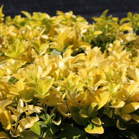 Japanese Spindle Tree El Dorado®