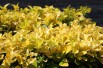 Japanese Spindle Tree El Dorado®