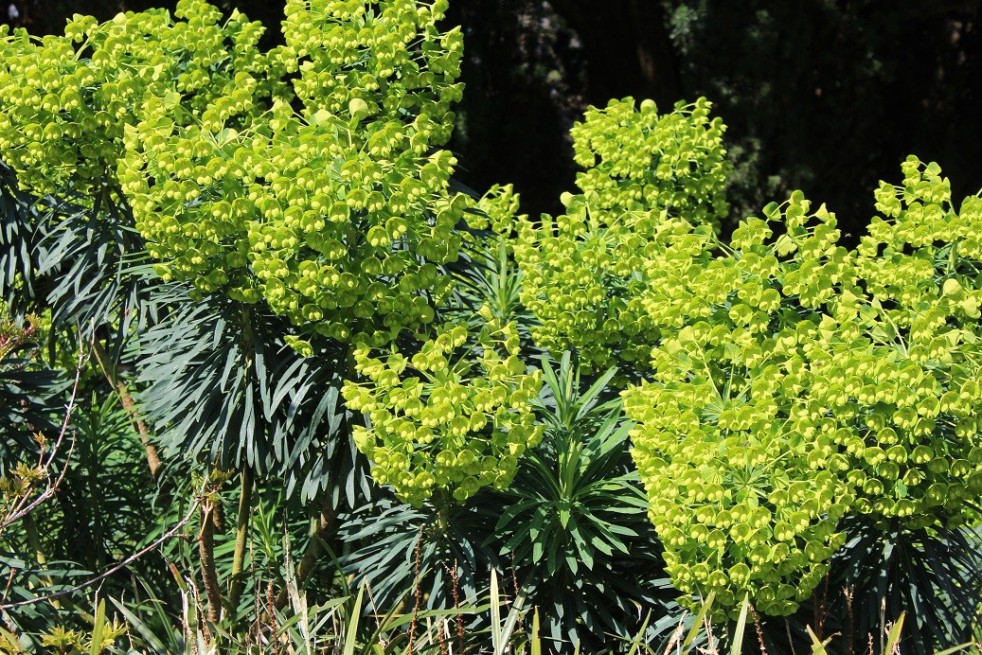 Mediterranean Spurge