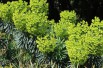 Mediterranean Spurge