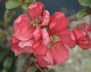 Japanese quince Pink Lady