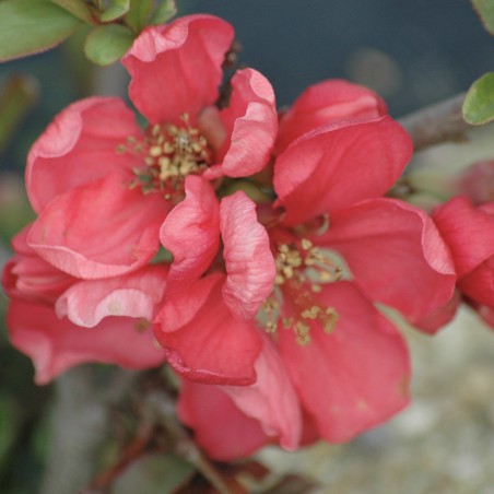 Japanese quince Pink Lady