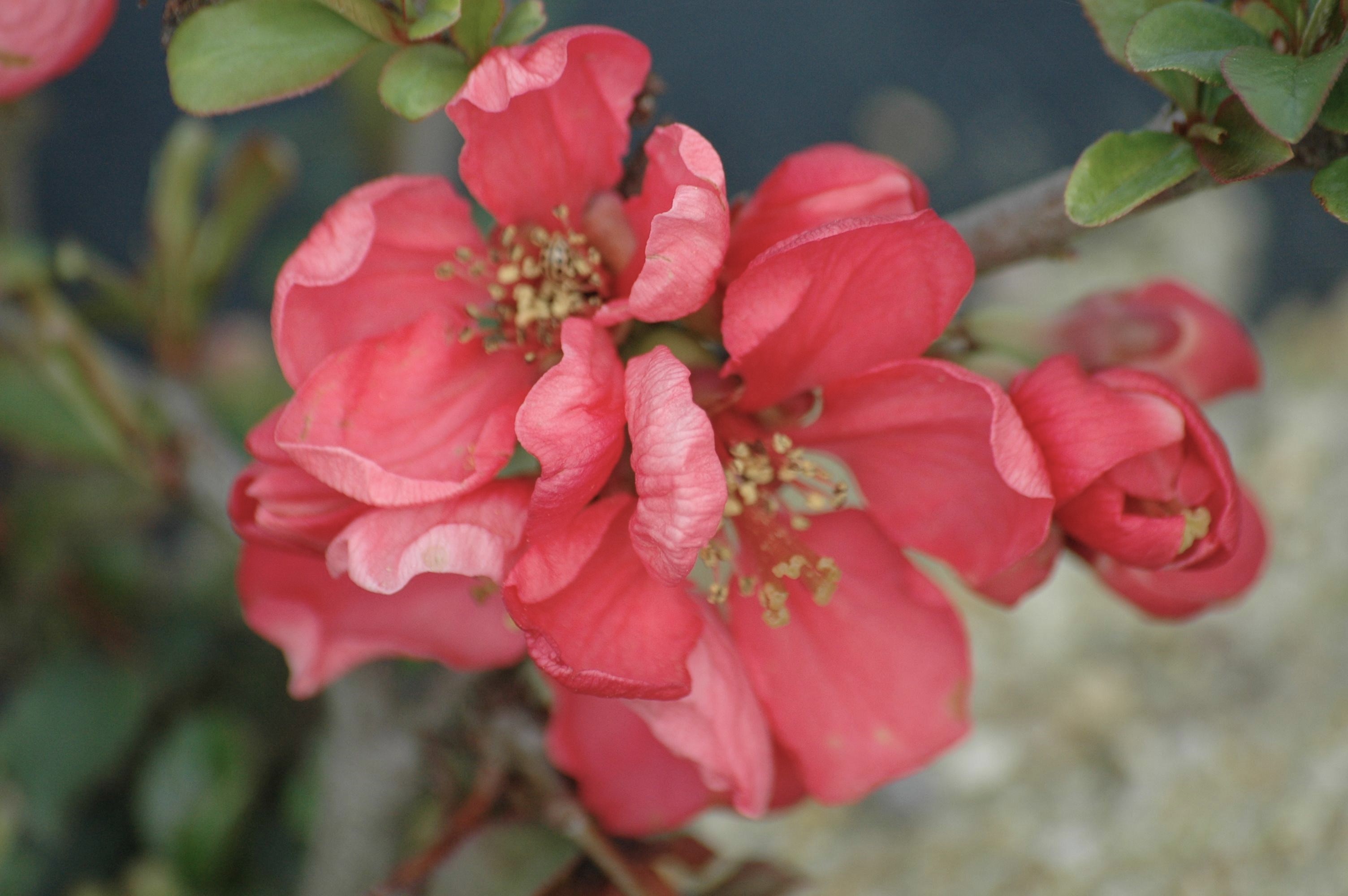 Japanse sierkwee Pink Lady - Chaenomeles superba Pink Lady