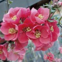 Japanse sierkwee Pink Lady