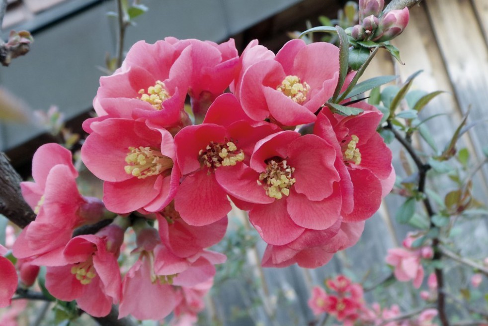 Japanse sierkwee Pink Lady