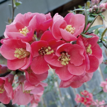 Japanese quince Pink Lady