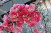 Cognassier du japon Pink Lady