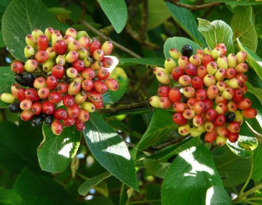 Wayfaring tree