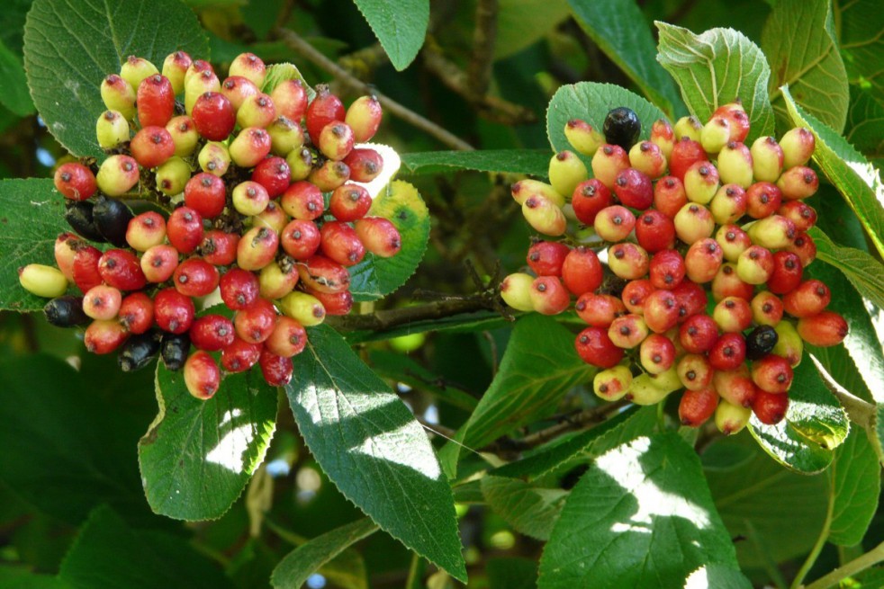 Viorne Lantane Viorne Lantane