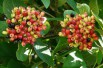 Wayfaring tree