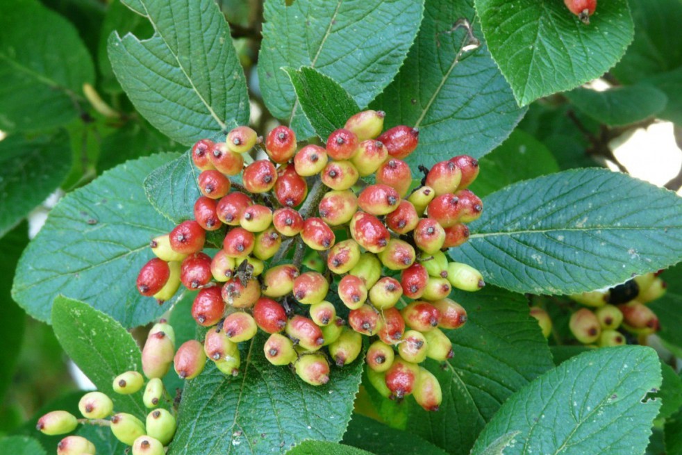 Wayfaring tree - Viburnum Lantana