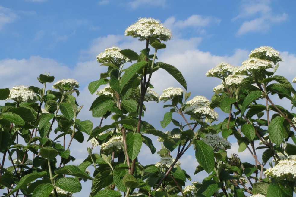 Viorne Lantane Viorne Lantane