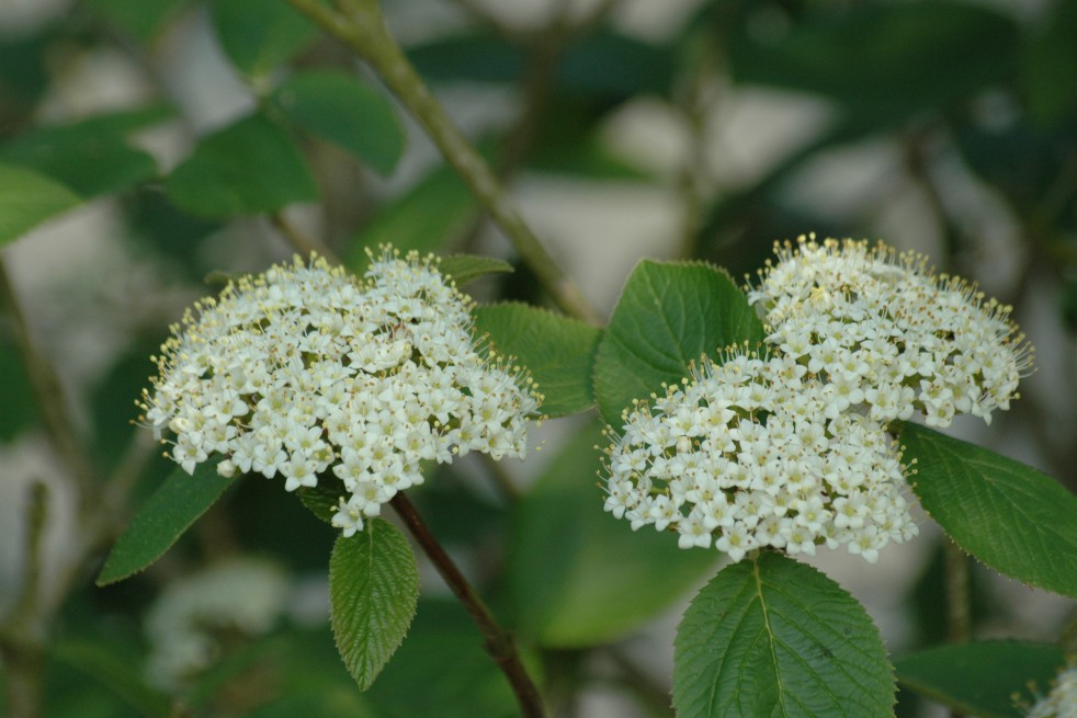Wayfaring tree