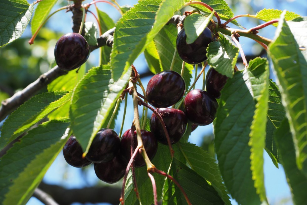 Sour cherry Oblacinska
