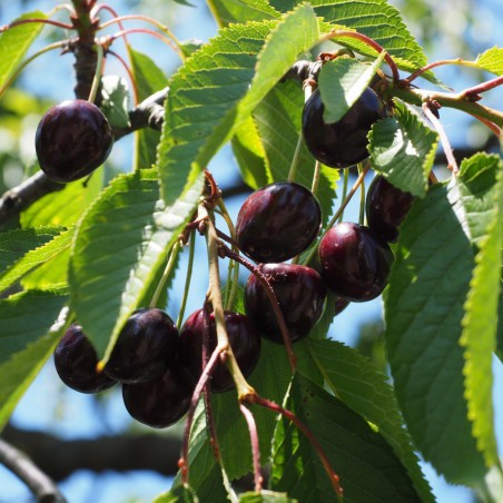 Sour cherry Oblacinska