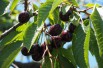 Sour cherry Oblacinska