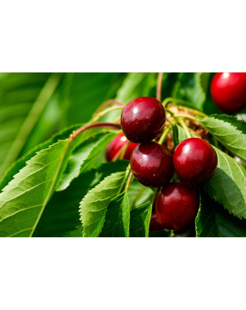 Dwarf Cherry Carmine Jewel - Prunus cerasus Carmine Jewel