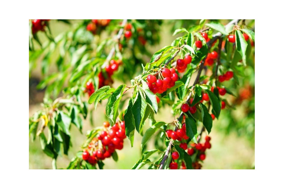 Dwarf Cherry Carmine Jewel