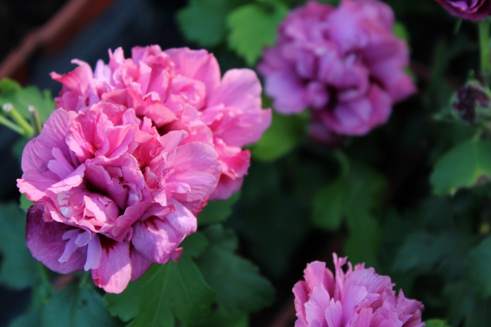 Hibiscus Duc de Brabant Hibiscus Duc de Brabant