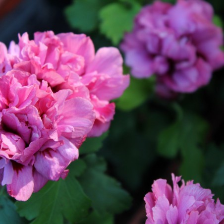 Rose mallow Duc de Brabant