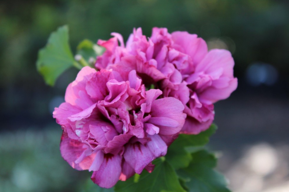 Hibiscus Duc de Brabant Hibiscus Duc de Brabant