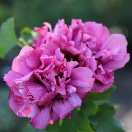 Rose mallow Duc de Brabant