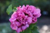 Hibiscus Duc de Brabant