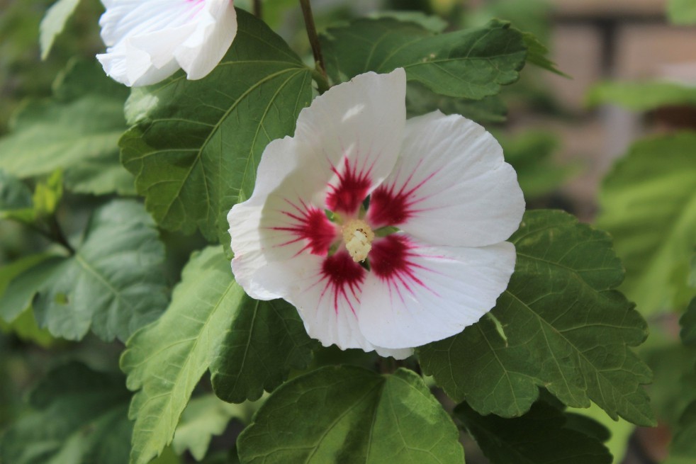 Hibiscus Red Heart