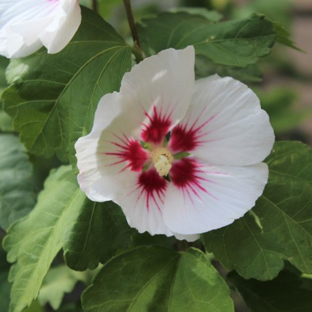 Hibiscus Red Heart