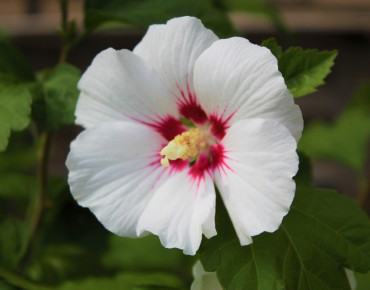 Rose mallow Red Heart
