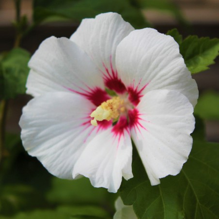 Hibiscus Red Heart