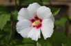 Hibiscus Red Heart