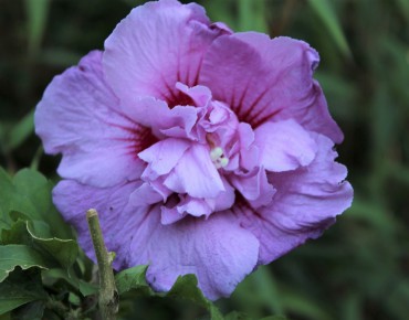 Hibiscus Lavender Chiffon