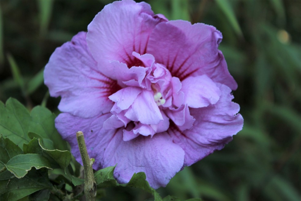 Rose mallow Lavender Chiffon