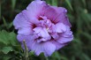 Hibiscus Lavender Chiffon