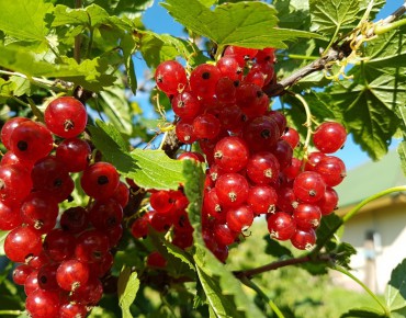 Groseillier à grappes Jonkheer van Tets