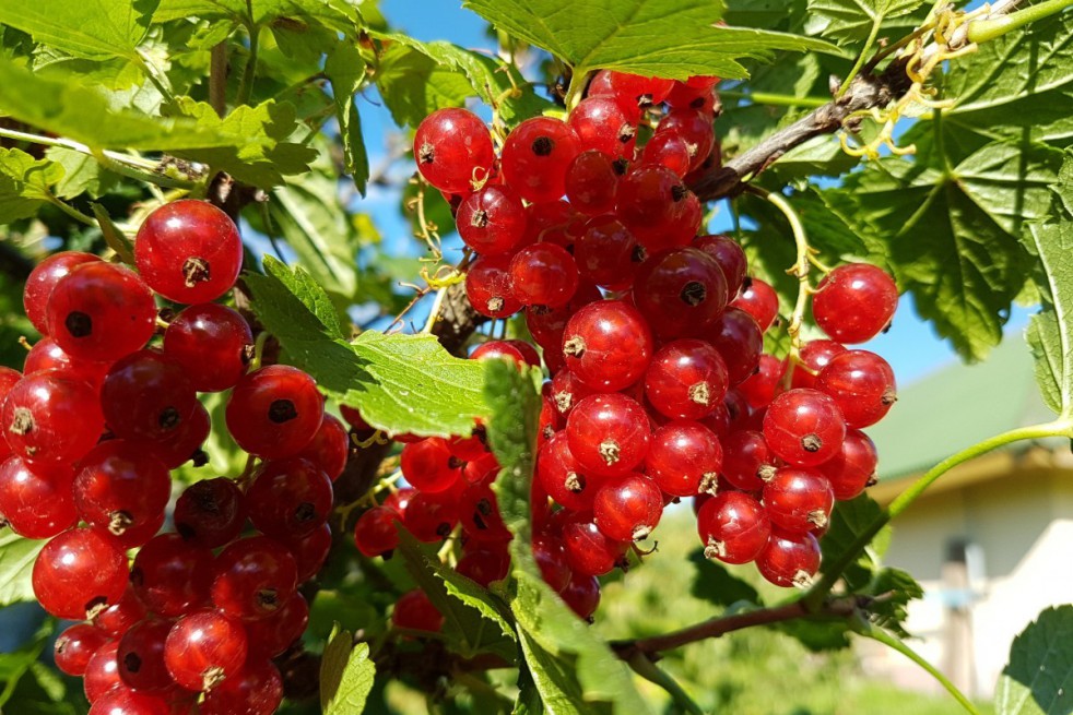 Groseillier à grappes Jonkheer van Tets