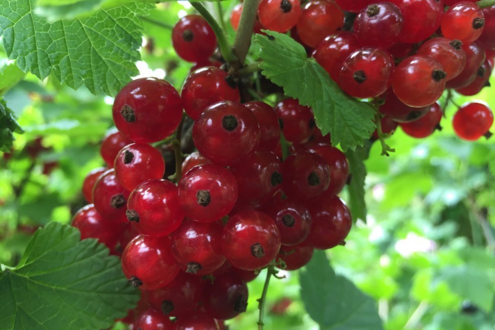 Groseillier à grappes Jonkheer van Tets Groseillier à grappes Jonkheer van Tets