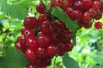 Redcurrant Jonkheer van Tets
