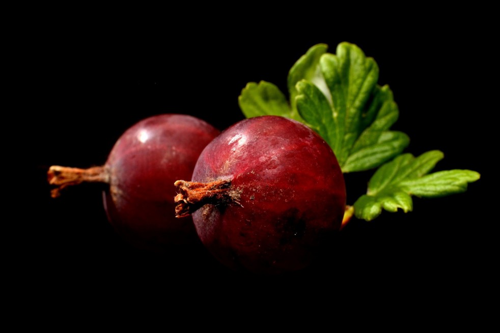 Captivator gooseberry